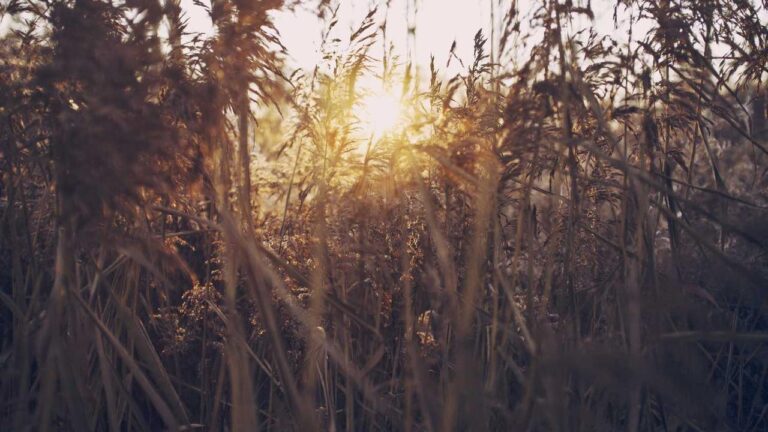 What Perks Are Available Under The 99Exch Partnership Model?